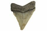 Serrated, Juvenile Megalodon Tooth - South Carolina #340567-1